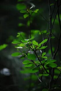 Natural plants