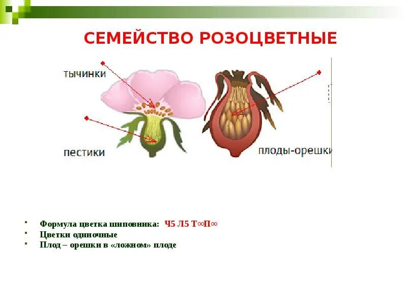 Признаки растений семейства розоцветные. Характерные признаки семейства розоцветные. семейство розоцветные характеристика плода. характерные особенности розоцветных. розоцветные формула цветка земляники.