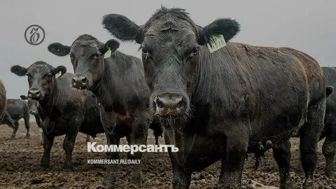 Бычок воронежская область