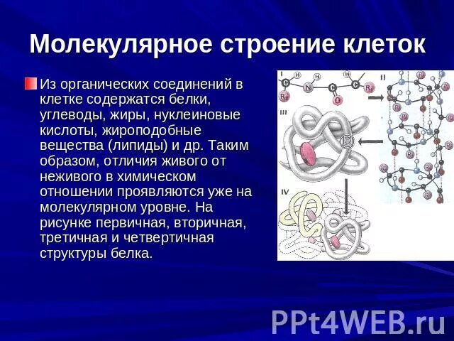 Ответ энергетическую функцию в клетках выполняет
