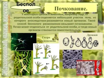 Бесполые живые организмы