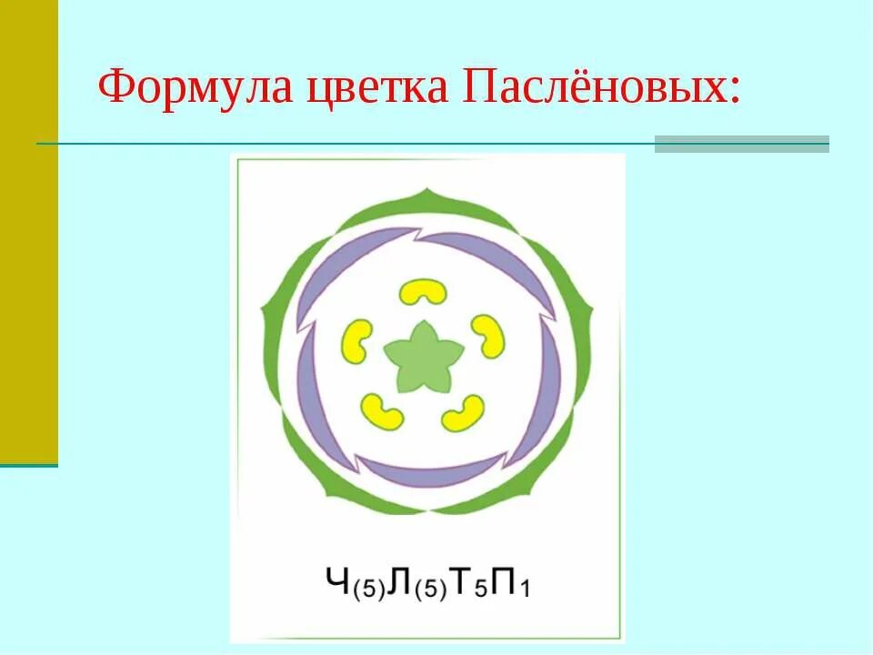 Цветку пасленовых соответствует формула. Семейство пасленовые формула цветка. формула цветка пасленовых растений. семейство пасленовых формула и диаграмма. пасленовые растения диаграмма цветка.