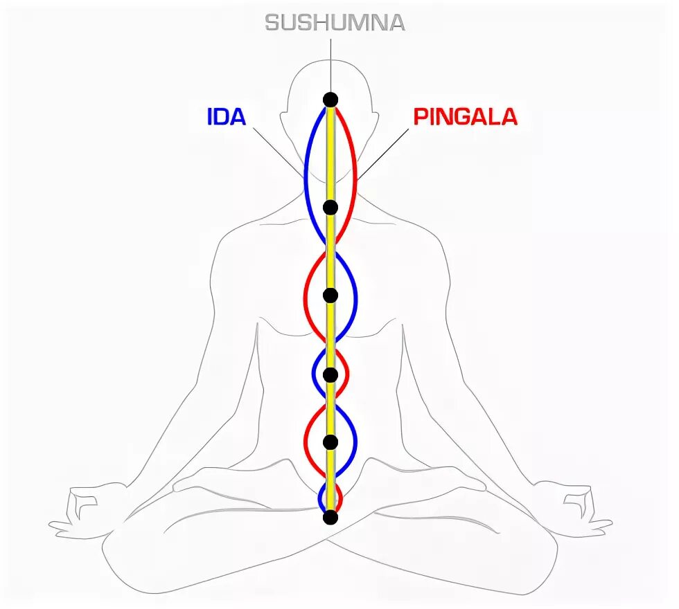 сушумна анахата. энергетические+чакры+человека+схема. энергетические каналы ида пингала сушумна. энергетические центры человека чакры кундалини. энергетические каналы человека просто.