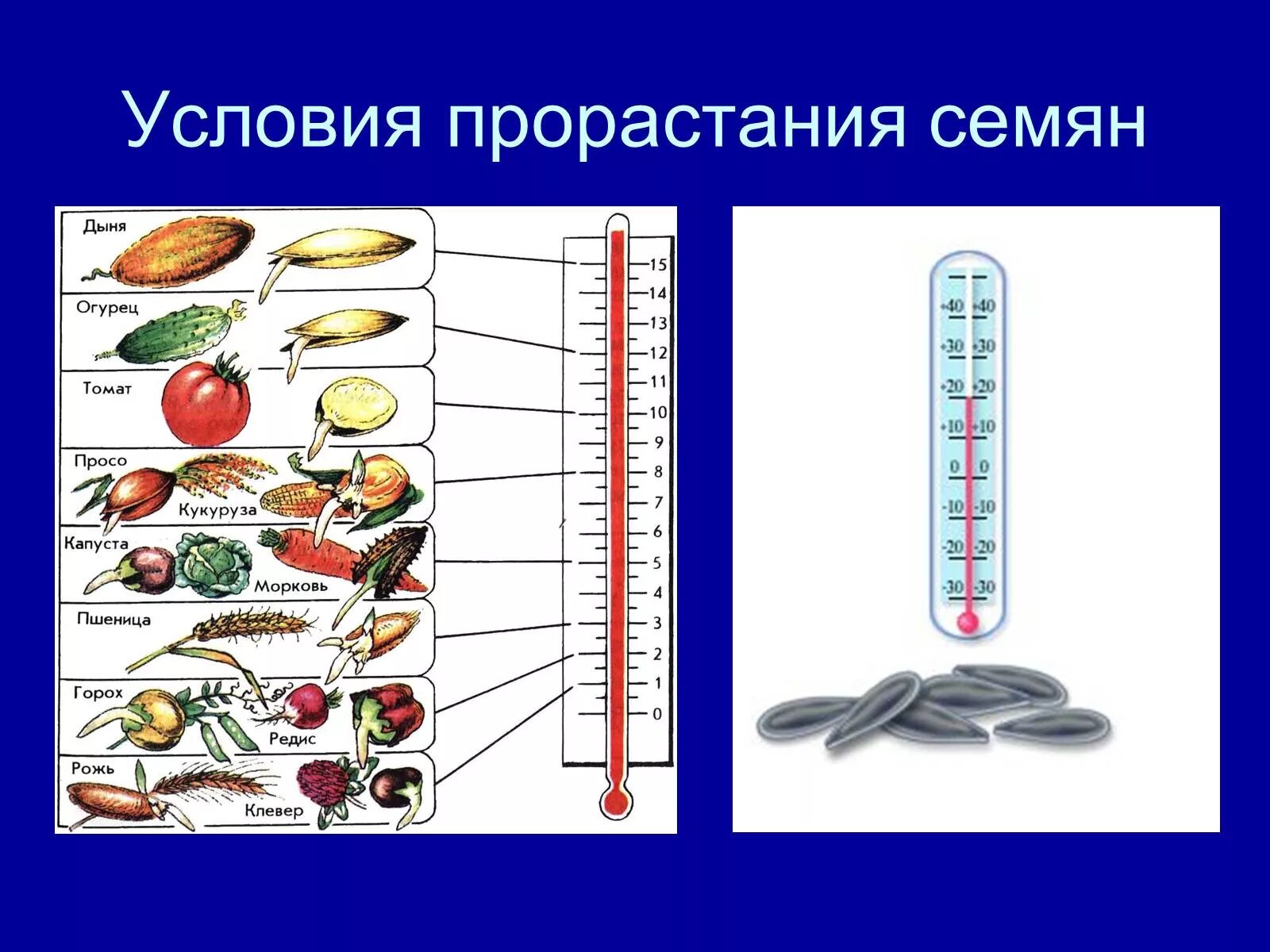 Условия прорастания семян презентация. Прорастание семян вывод. Таблица по биологии 6 класс прорастание семян. Условия биология. Условия биология.