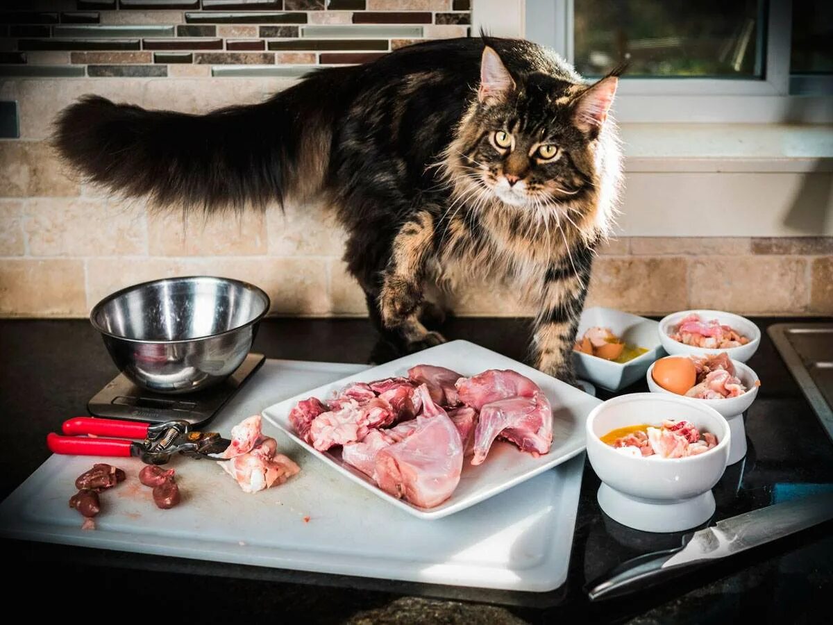 Можно давать коту сырое мясо
