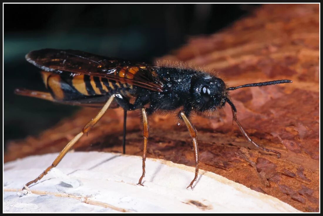 Tremex columba. Рогохвост березовый. шершень рогохвост. перепончатокрылые рогохвосты. берёзовый рогохвост tremex.