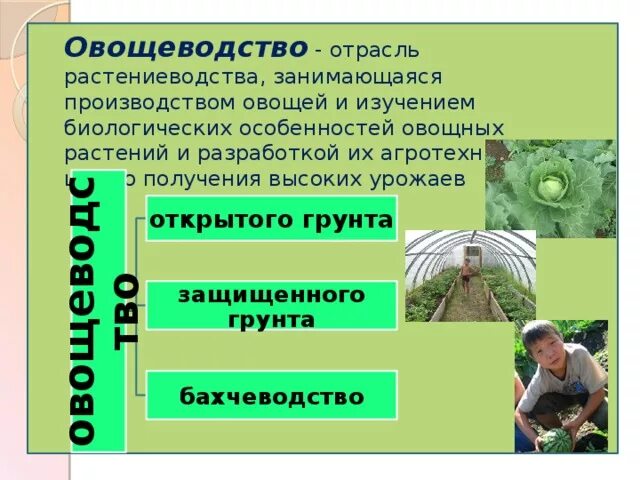 Проект по окружающему миру 4 класс овощеводство Сообщение овощные растения найдено 85 картинок