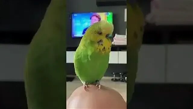 Попугай достает