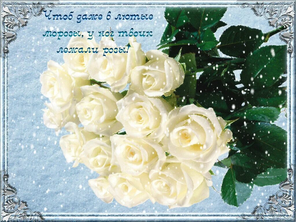 Открытки с белыми розами. Белые розы поздравление. С днём рождения белые розы. Открытки с днем рождения белые розы.