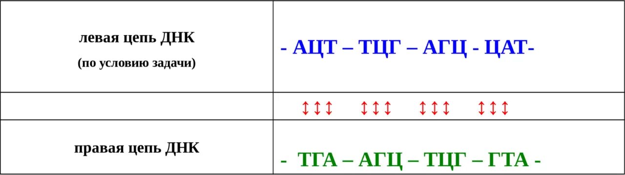 12 цепей днк. Правая цепь ДНК. Задачи по биологии на правую и левую цепь ДНК. Цепочка ДНК цитология задачи.
