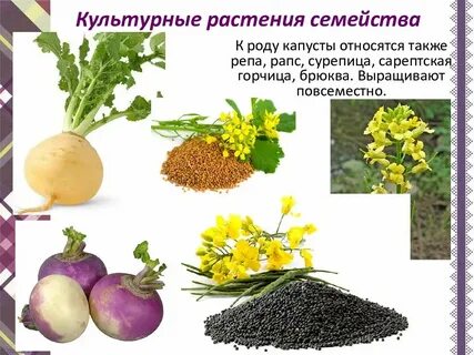 Значение крестоцветных культурных растений в жизни человека