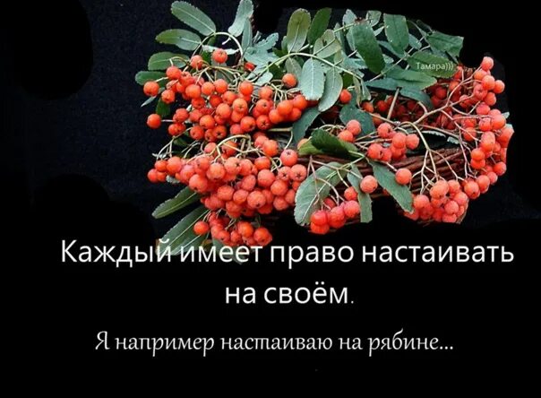 Potentilla tormentilla. Любил настаивать на своем. Не хотела настаивать. Не хотела настаивать. Любил настаивать на своем.