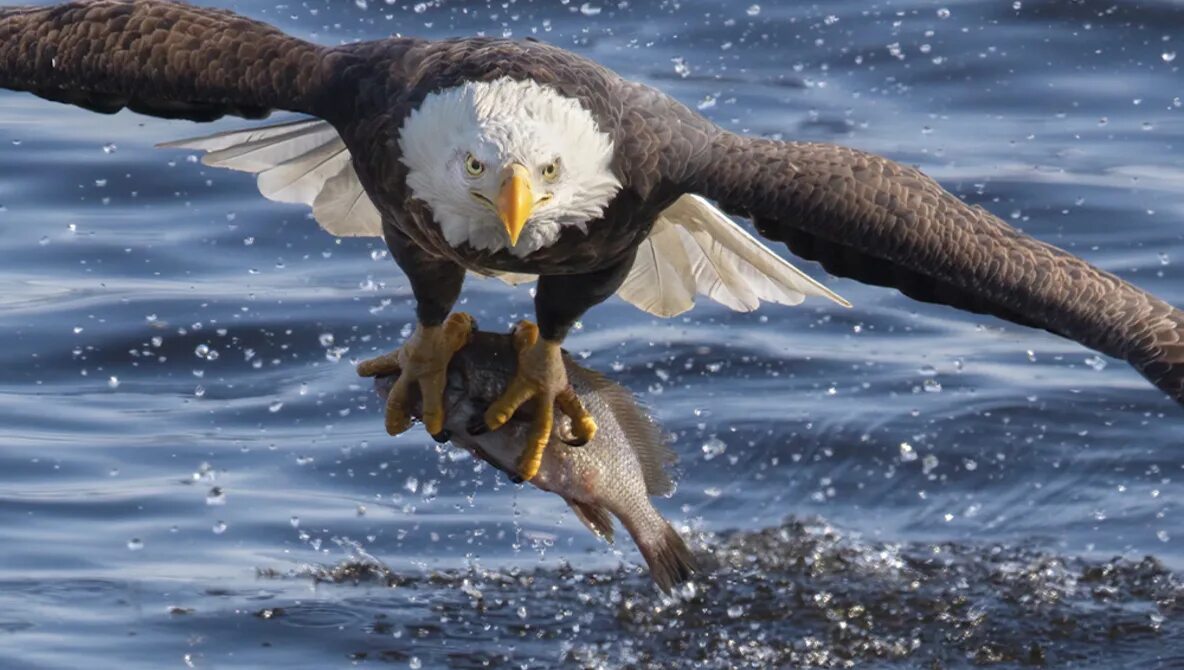 Орлан белохвост с рыбой. Орел скопа. Орел есть рыбу. Орёл белохвост. Орел есть рыбу.