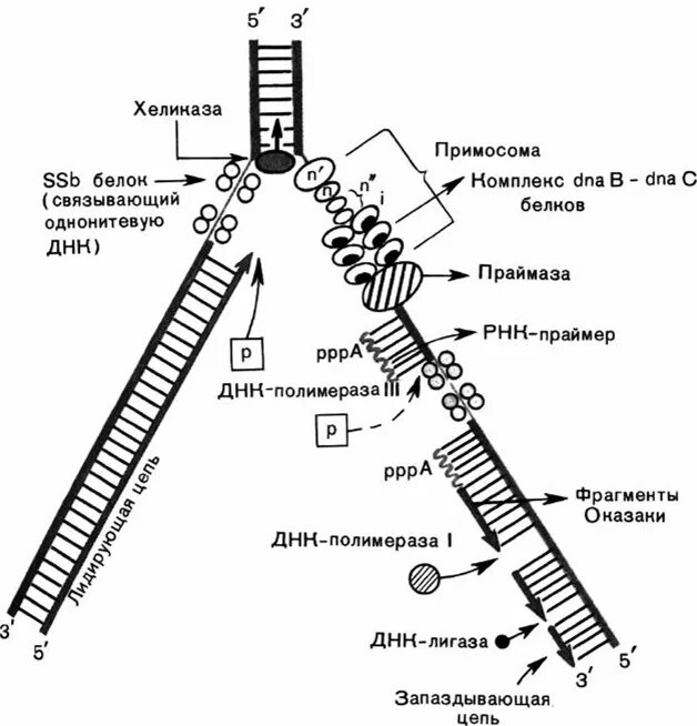 Разрывы цепи днк. Схема процесса репликации ДНК. Схема репликации ДНК ферменты. Репликация ДНК это Синтез. Этапы репликации ДНК схема.