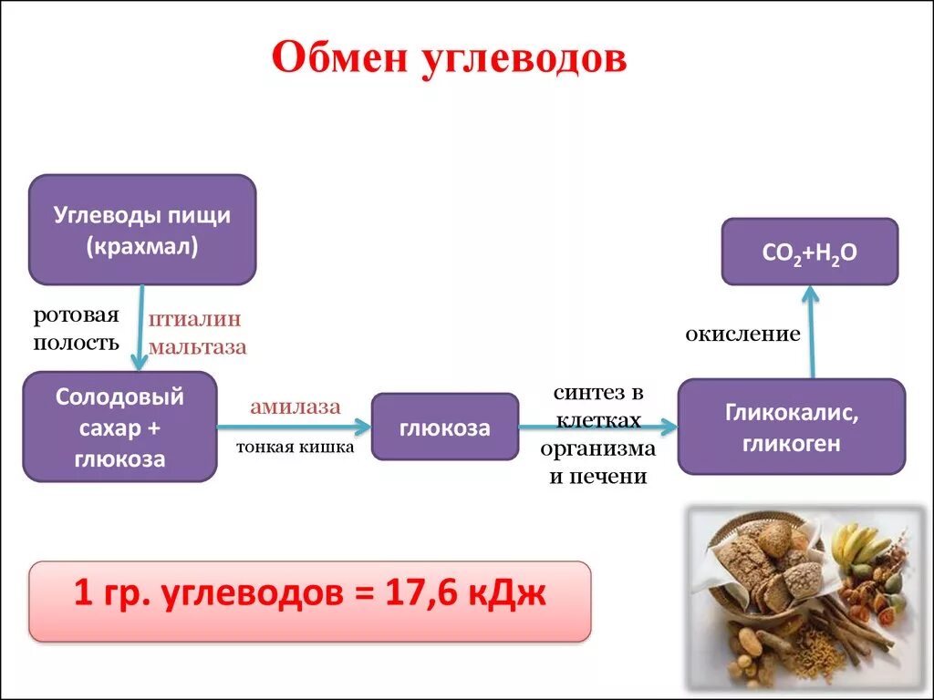 Какие органы участвуют в выведении продуктов распада. Схема обмена веществ углеводов. Обменные процессы углеводов. Схема по обмену углеводов. Схема процесса расщепления углеводов.