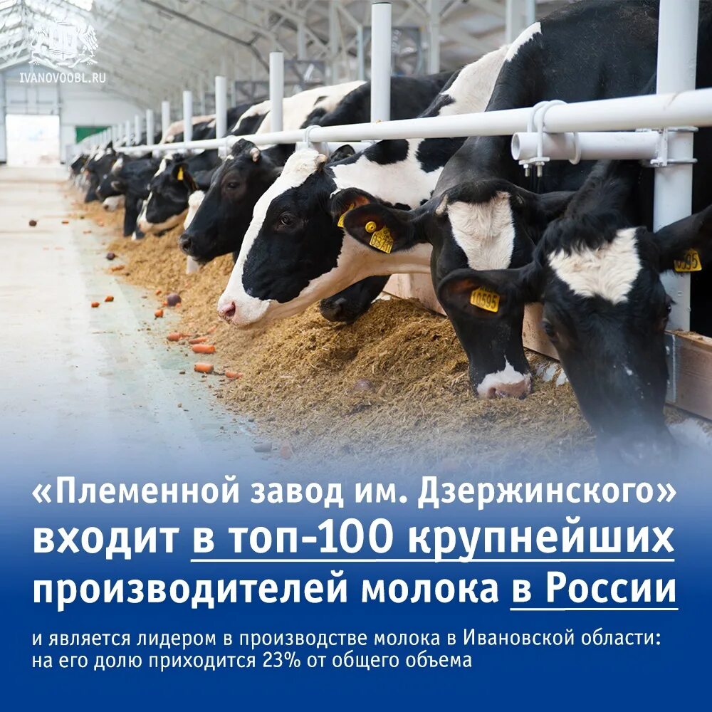 Непотягово ивановская область спк рассвет. Осановец ивановская область ферма. Дзержинский ивановская область. Дзержинский ивановская область. Племзавод имени дзержинского ивановская область.