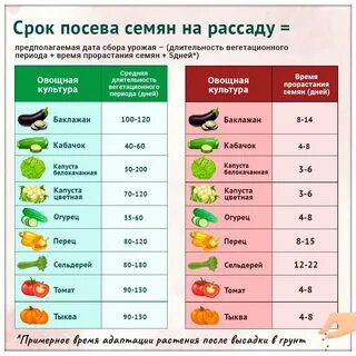 Публикация #2909 - Дача с умом Огород (JsU2znt2KPthMDEy)