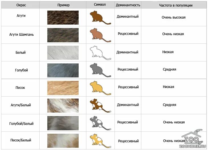 Окрасы крыс таблица. Генетика окрасов крыс. Типы окрасов крыс. Окрасы крыс с названиями.