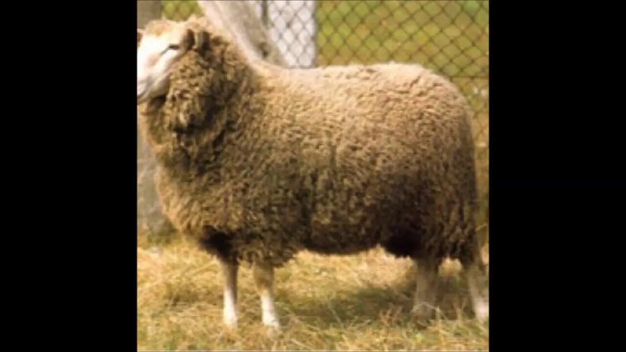 Кучугуровская порода овец. Бергшаф порода овец. Мэриленд порода овец. Фроловская порода овец.