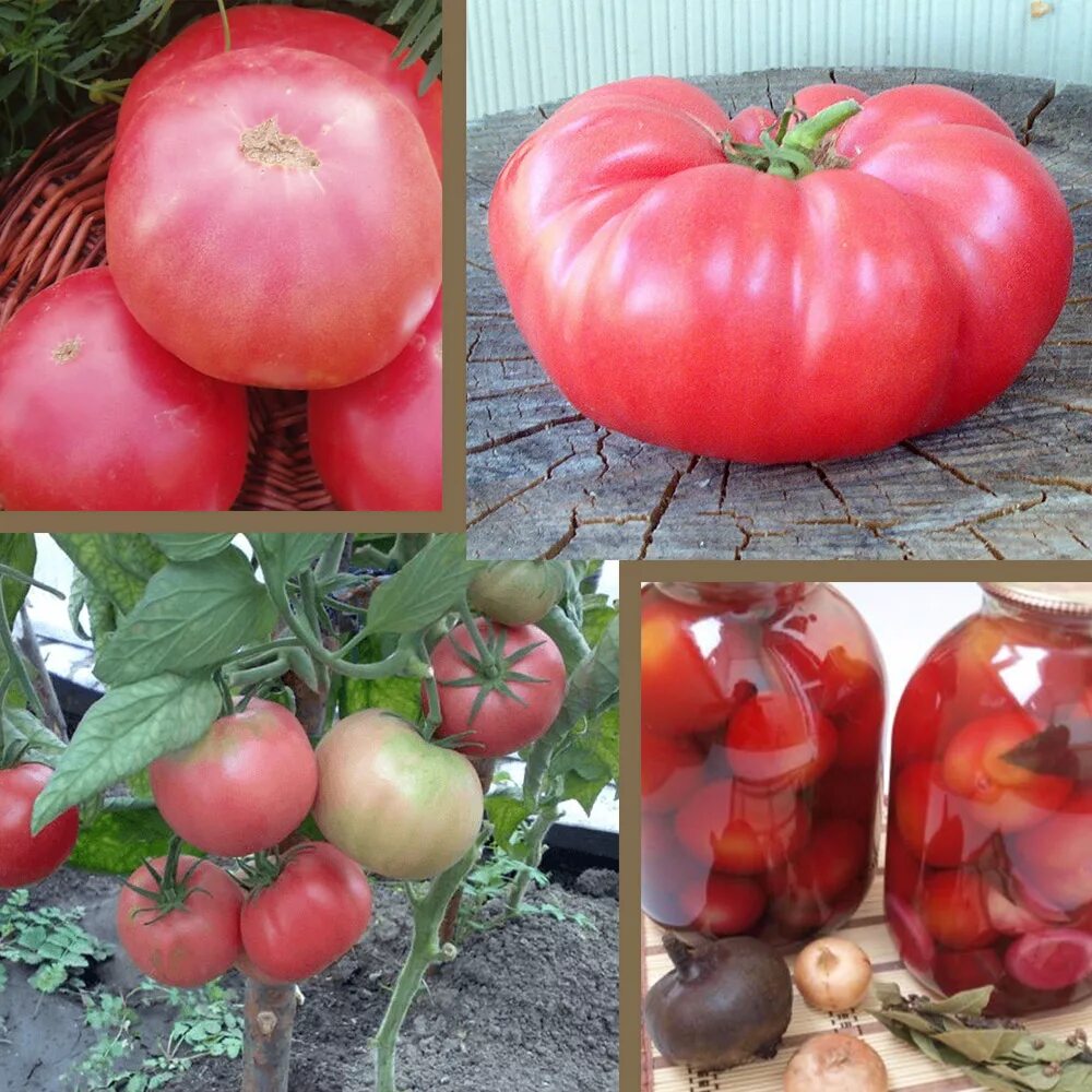 Семена томата розовый фламинго. Томат сорт розовый слон. Розовый слон томат описание. Томат сорт розовый слон. Томат розовый носик f1.