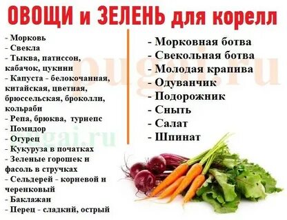 Что можно давать волнистым попугаям из еды
