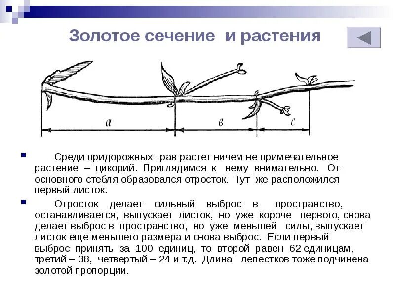 Золотое сечение лист. Золотое сечение отросток цикория. стебель растения золотое сечение. ветка золотое сечение цикорий. принцип золотого сечения в природе.