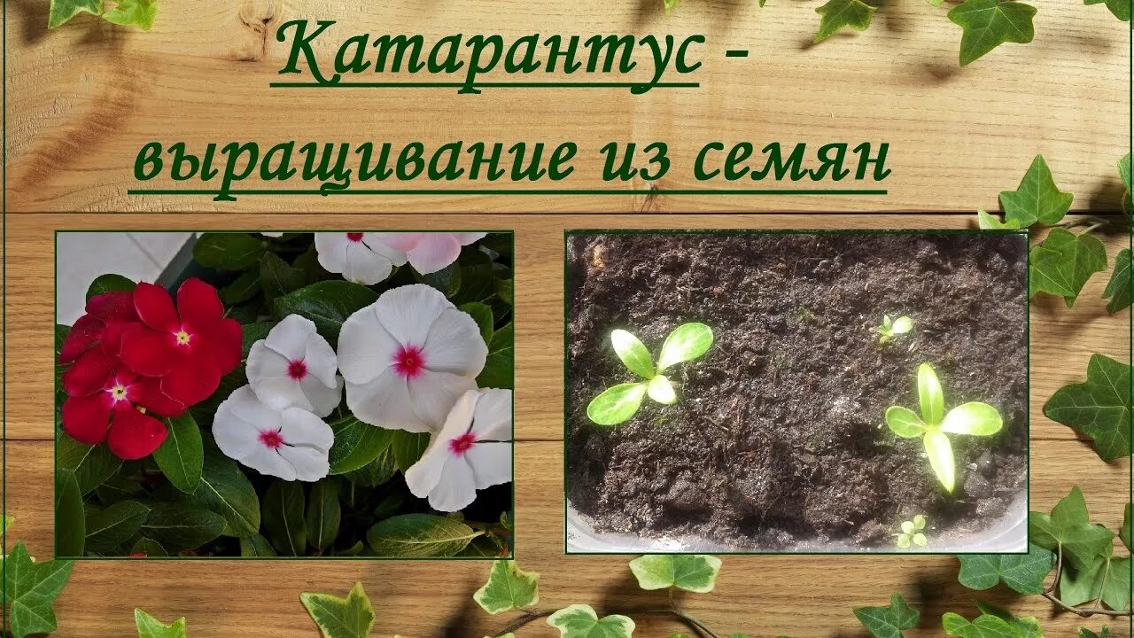 Как сохранить катарантус зимой. Катарантус. катарантус орхидейный. катарантус mediterranean посев на рассаду. катарантус посев семян на рассаду.