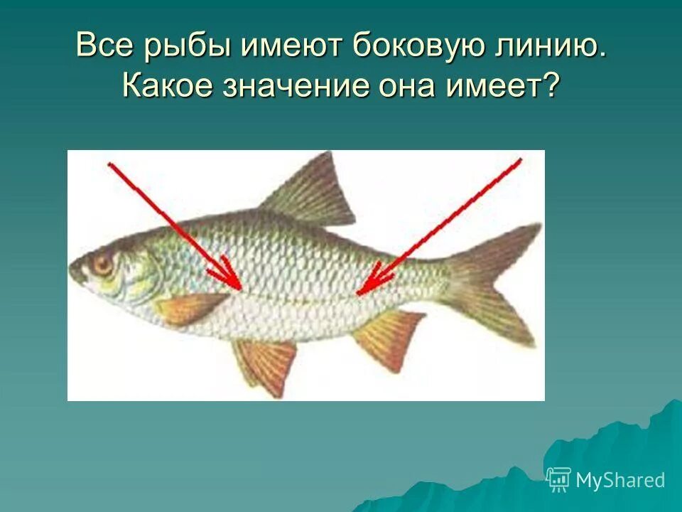 Какие рыбы имеют боковую линию