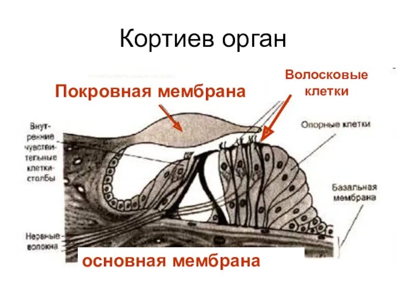 Кортиев орган покровная мембрана. Кортиев орган в улитке внутреннего уха. Строение слухового анализатора Кортиев орган. Рецепторный отдел слуховой анализатор Кортиев орган.