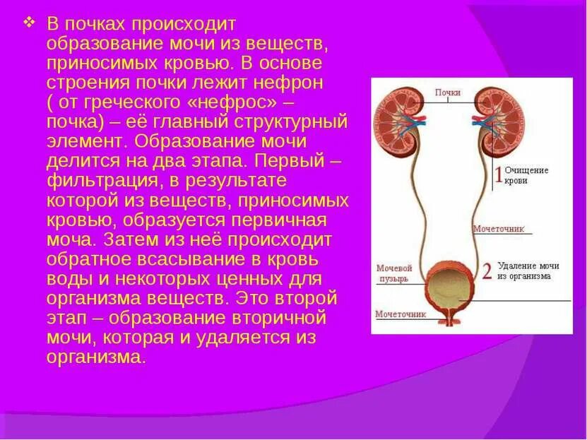Откуда берется моча