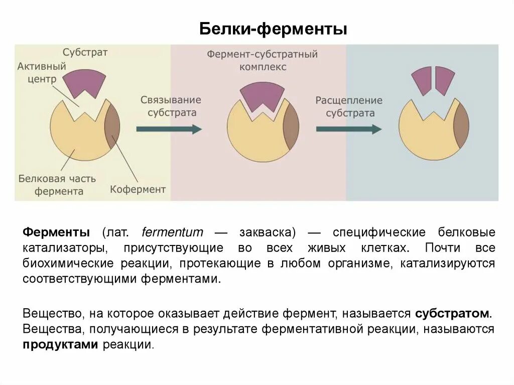 Белок название фермента. Фермент белка. Белковые ферменты. Ферменты специфические белки. Примеры белков ферментов.