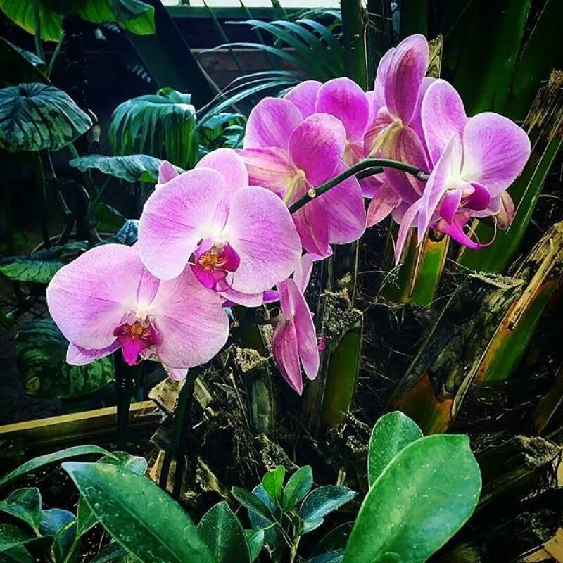 Аптекарский огород орхидеи. Ботанический сад Аптекарский огород орхидеи. Тропические орхидеи. Орхидеи в Ботаническом саду.