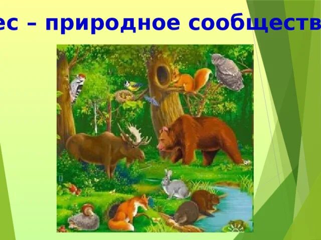 Почему лес природное сообщество. Природное сообщество лес. Природное сообщество KTC. Природное сообщество лес животные. Проект природное сообщество лес.