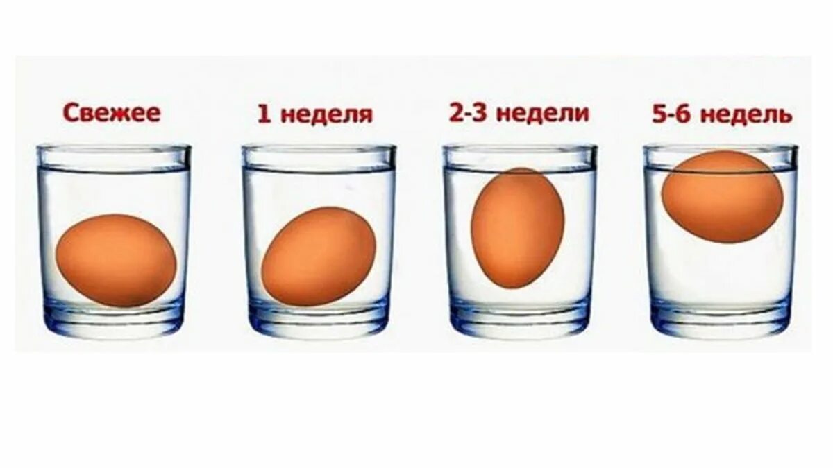 Почему яйцо в воде. Определить свежесть яиц. определение свежести яиц в воде. определение свежести яиц. свежее яйцо.