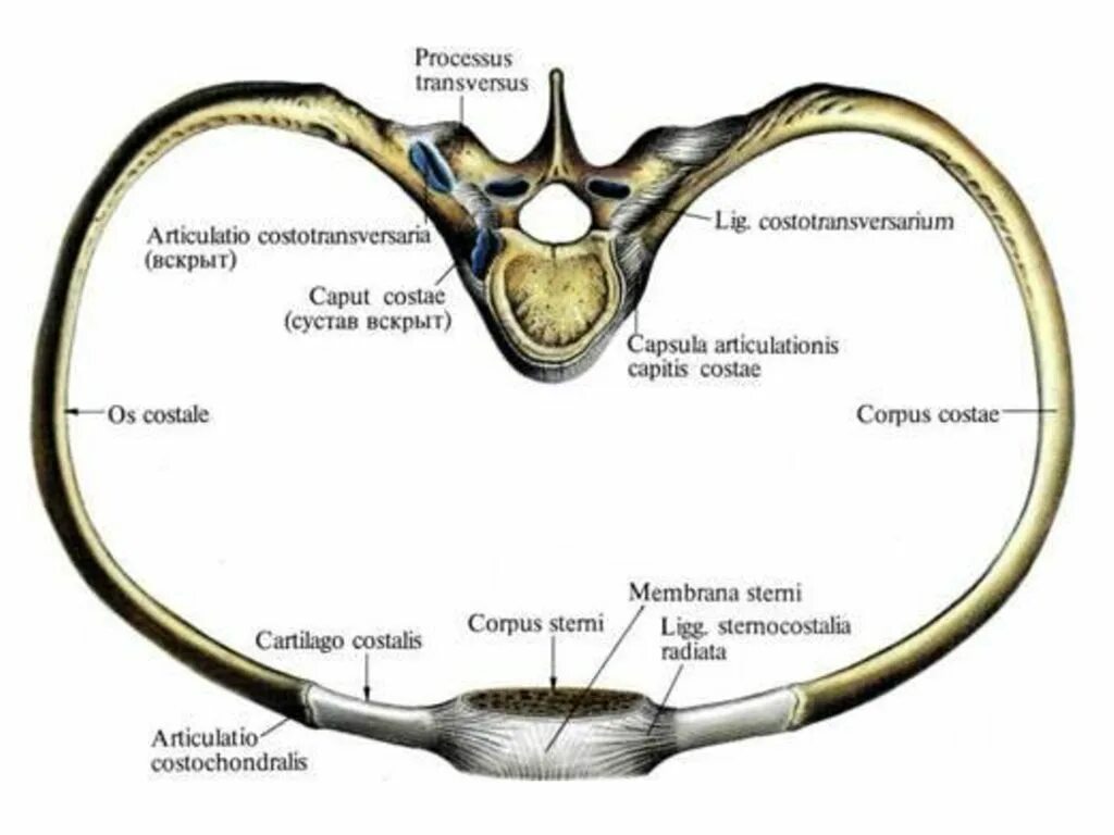 Ребро и позвонок Тип соединения. Соединения ребер с позвонками и грудиной анатомия. Соединение головки ребра с позвонком вид соединения. Соединение позвонков с ребрами анатомия.