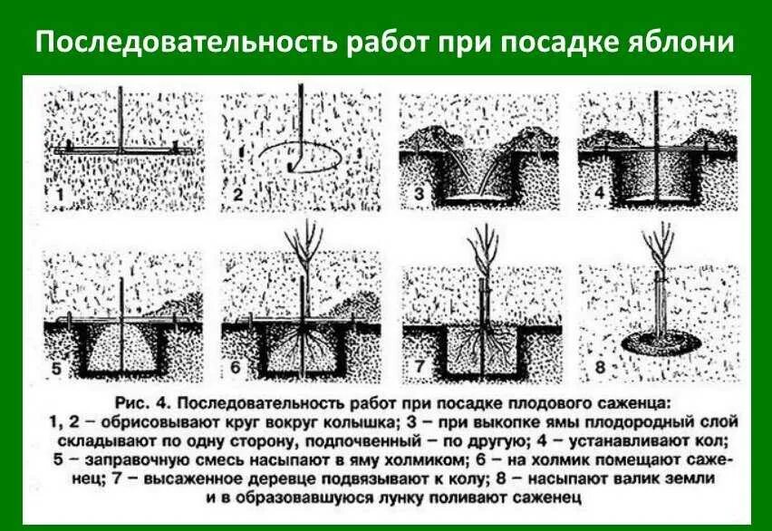 Посадка плодовых деревьев весной. Схема посадки саженца яблони. схема посадки саженцев плодовых деревьев. схема посадка саженца плодовых деревьев. схема посадки саженцев яблони.