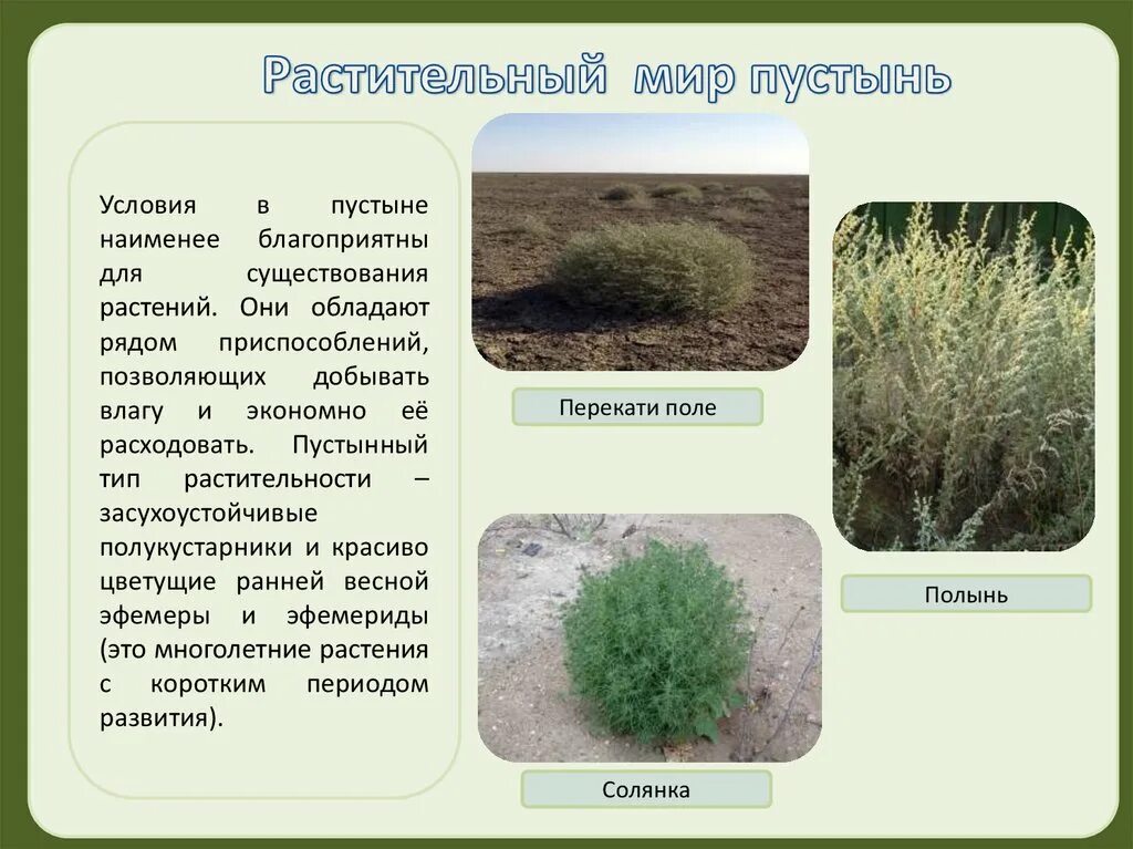 Приведи примеры растений пустынь