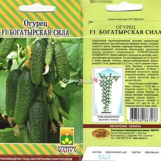 Длительное плодоношения сорта огурцов