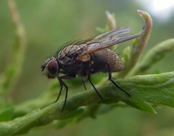 Мухи во дворе. Мухи во дворе. Что любят мухи. Рой мух. Мухи в доме.