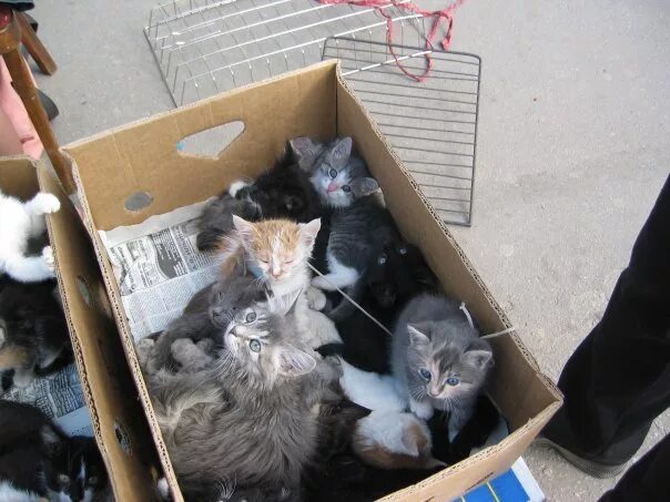 Как найти котенка на улице. Бездомные котята в коробке. птичий рынок котята. бездомный котик в коробке. котята в коробке на улице.