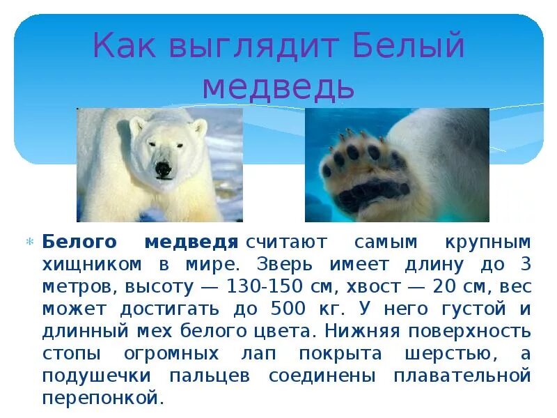 Текст белый медведь 4 класс. Доклад про белого медведя. Информация о белом медведе. Сообщение о белом медведе. Рассказ о белом медведе.