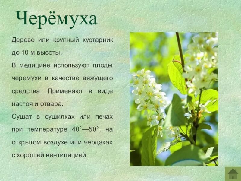 Есенин стихотворение черемуха душистая. Есенин черемуха 3 класс. Рассказ черемуха 3 класс. Сообщение о черемухе 3 класс. Рассказ черемуха 3 класс.