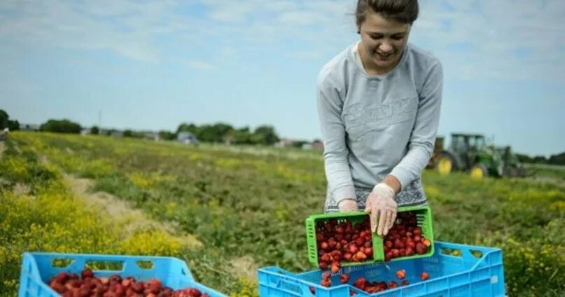Подработка сбор ягод. Уборка ягод. Сбор ягод в финляндии. Сбор клубники в польше. Люди собирают урожай.
