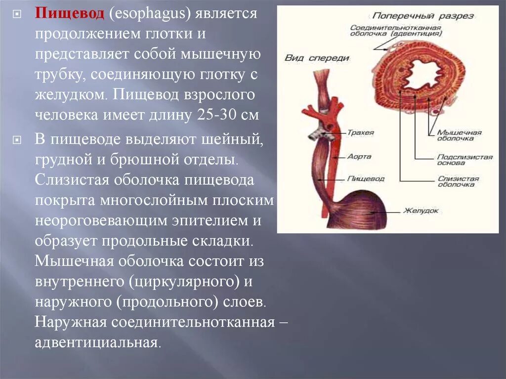 Механизм пищевода