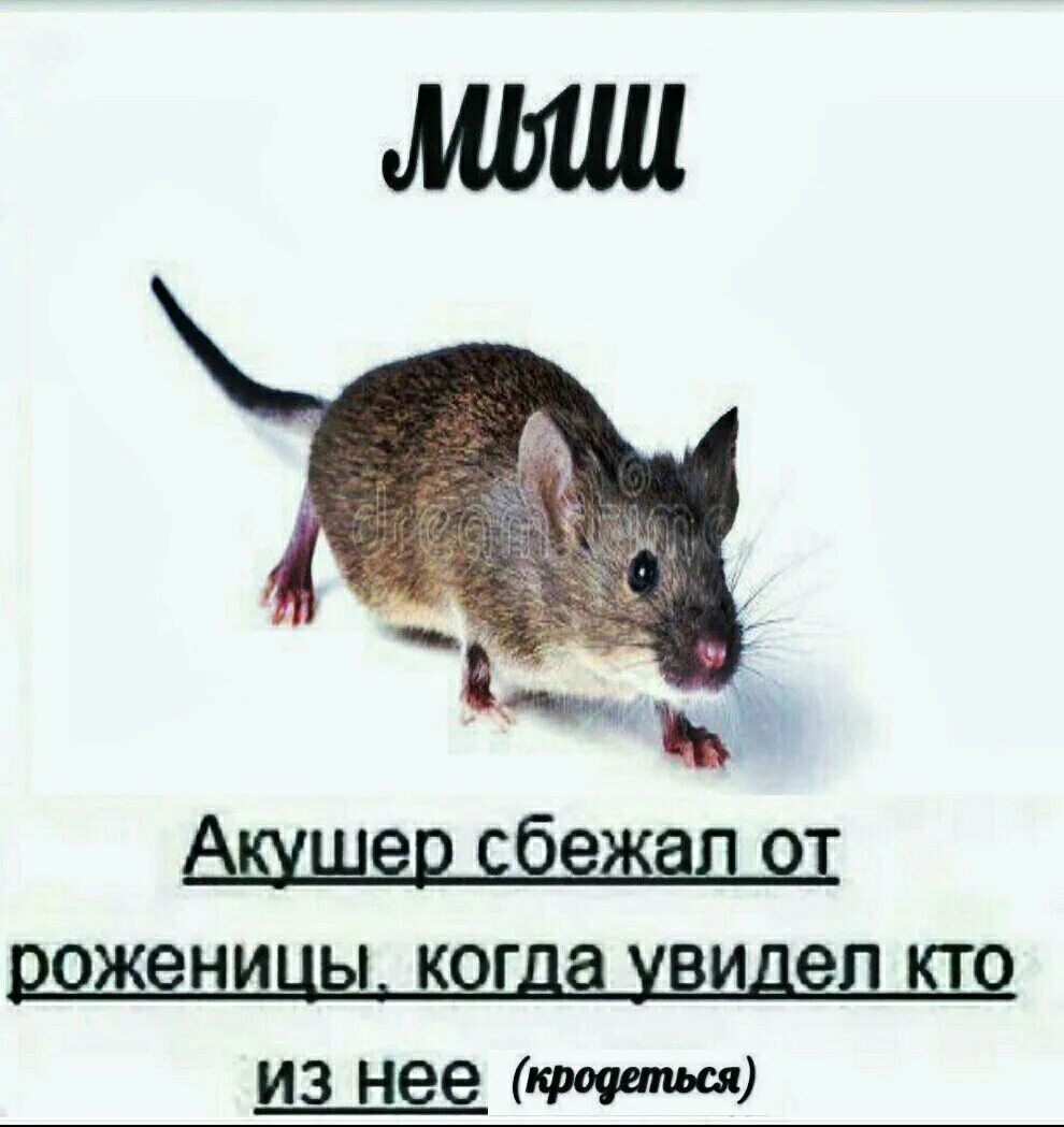 Мышь надо. Мышь крадется. мышь крадется мем. мемы с мышами. мемы про мышку.