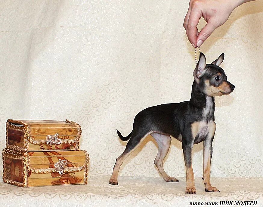 Стандарт породы русский той терьер стандарт размер. Той терьер размеры. Мини той терьер размеры. Мини той терьер размер одежды. Русский той терьер размеры.