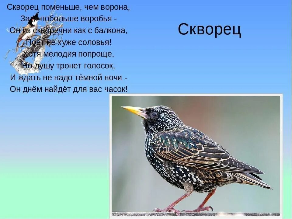 Сколько живут скворцы. Скворец Перелетная птица. Капский скворец. Скворец птица описание. Скворец для дошкольников.