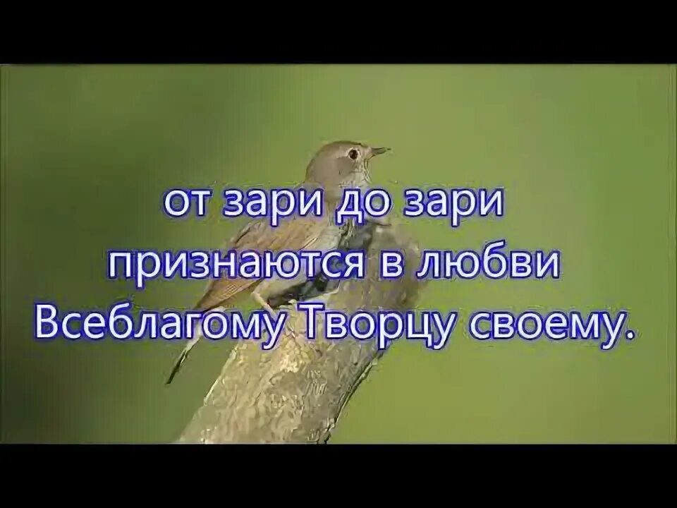 От зари до зари составить предложение 2. От зари до зари славят бога соловьи. от зари до зари трудимся на даче мы открытки. потеплело и от зари и до зари заливаются соловьи диктант.