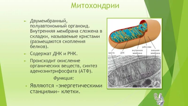 Что такое двумембранные и полуавтономные органоиды. Митохондрии двумембранные органоиды. Хлоропласты полуавтономные органоиды. Митохондрии полуавтономные органоиды.