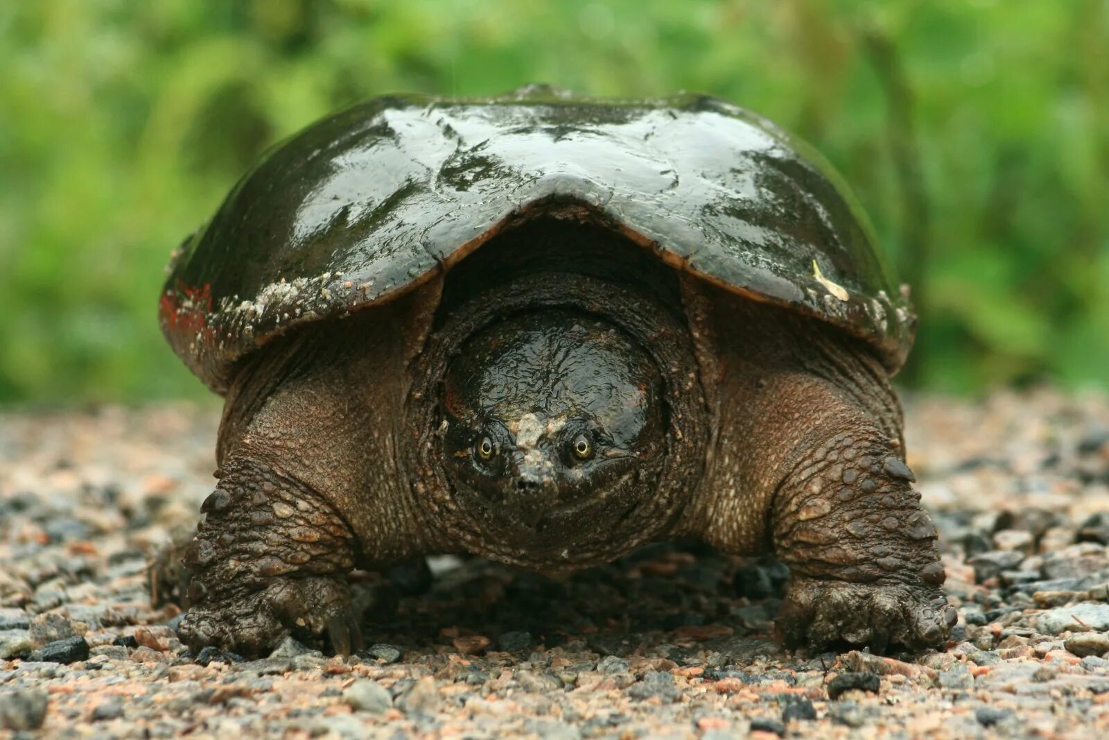 Make the turtle. Make the turtle